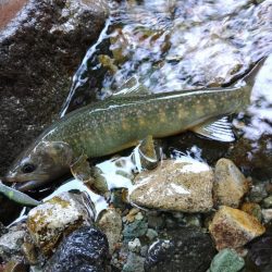 雨の谷でイワナ釣り